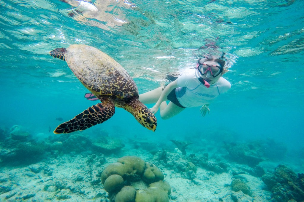 Wasserschildkröte Malediven