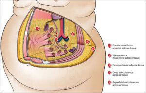 Anatomische Darstellung der verschiedenen Fettgewebeschichten im Bauchraum, einschließlich viszeralem Bauchfett (omentum und mesenteric fat) und subkutanem Fett. Die Grafik zeigt, warum man am Bauch zunehmen kann und welche Fettdepots für gesundheitliche Risiken verantwortlich sind.